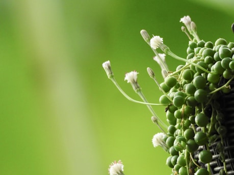 a close-up of a plant