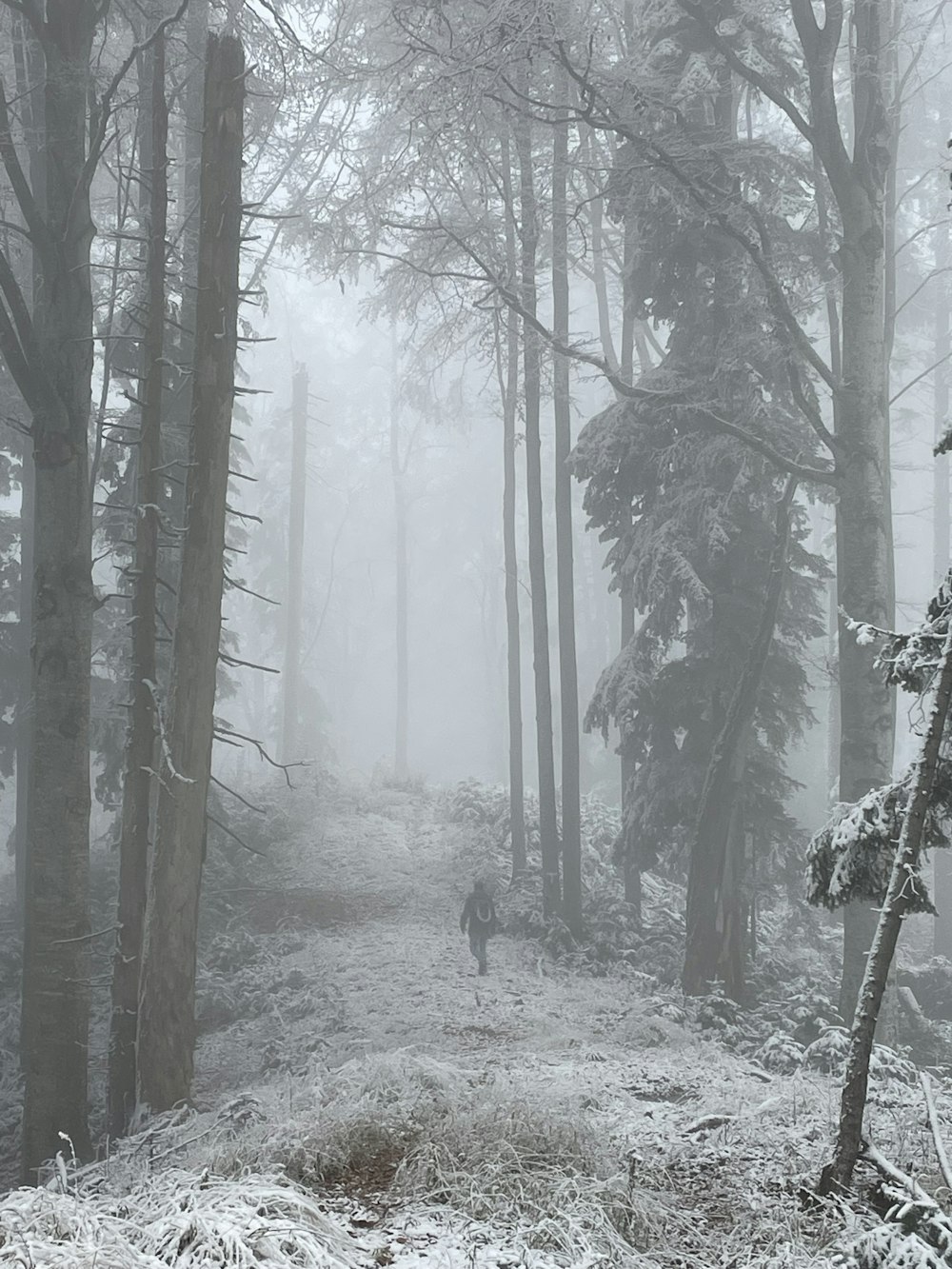 a dog walking through a forest