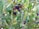 Clusters of ripe olives hang from the branches of a tree, surrounded by lush, green leaves that catch the sunlight.