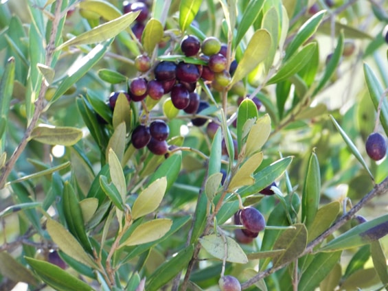 Clusters of ripe olives hang from the branches of a tree, surrounded by lush, green leaves that catch the sunlight.