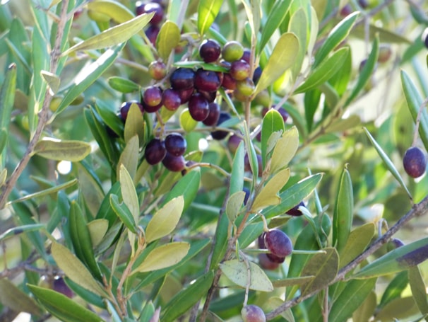 Sunlit olive grove with ripe olives hanging from the branches ready for harvest