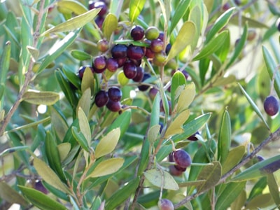 A rustic olive grove with ripe olives hanging.