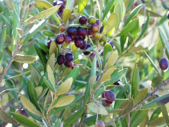 Clusters of ripe olives hang from the branches of a tree, surrounded by lush, green leaves that catch the sunlight.