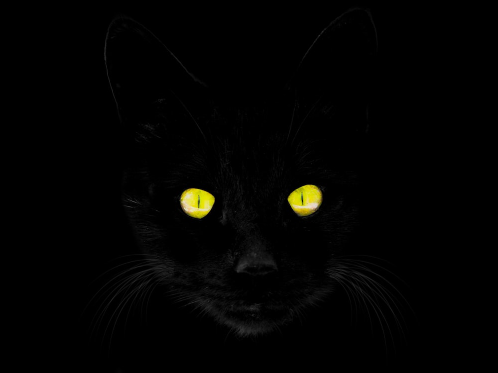 a black cat with yellow eyes