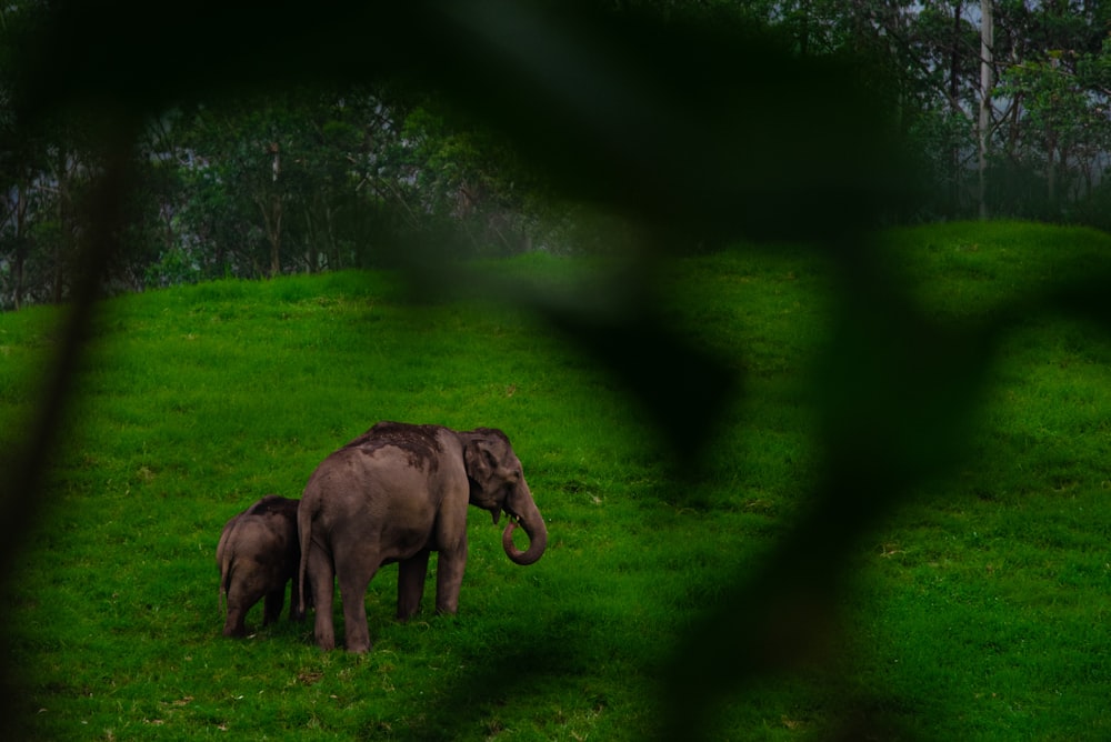 elephants in the grass