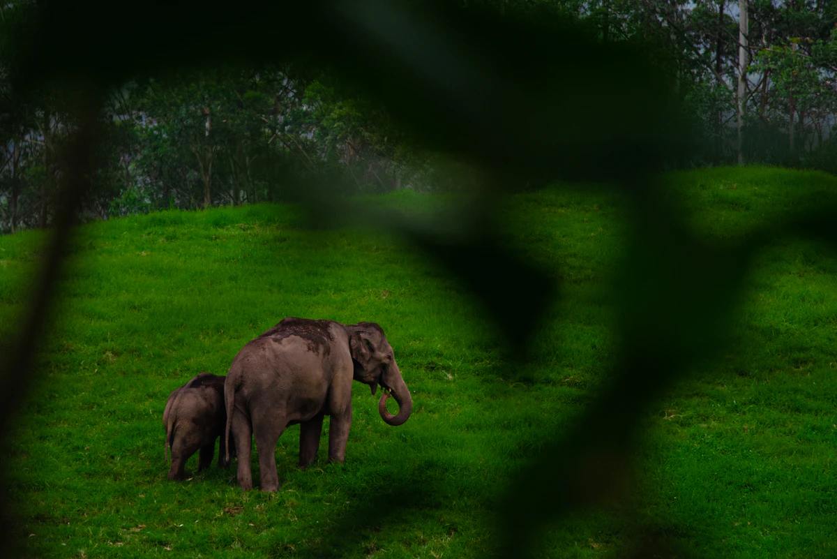 Thekkady
