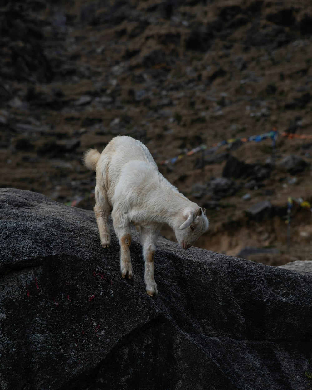 a dog standing on a rocky surface