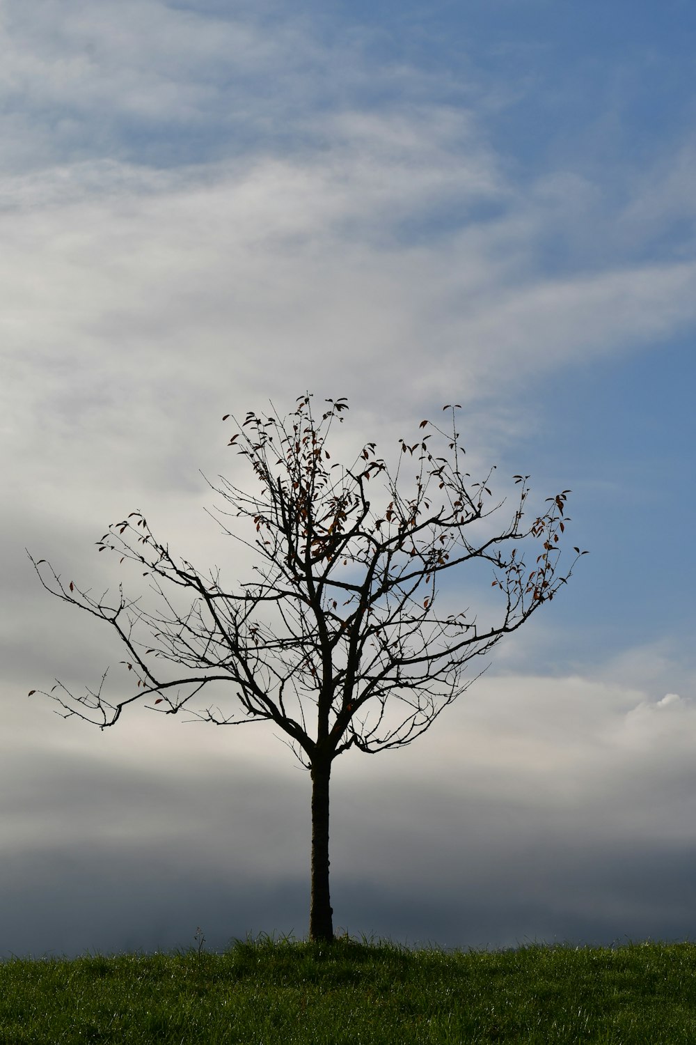 a tree with birds on it