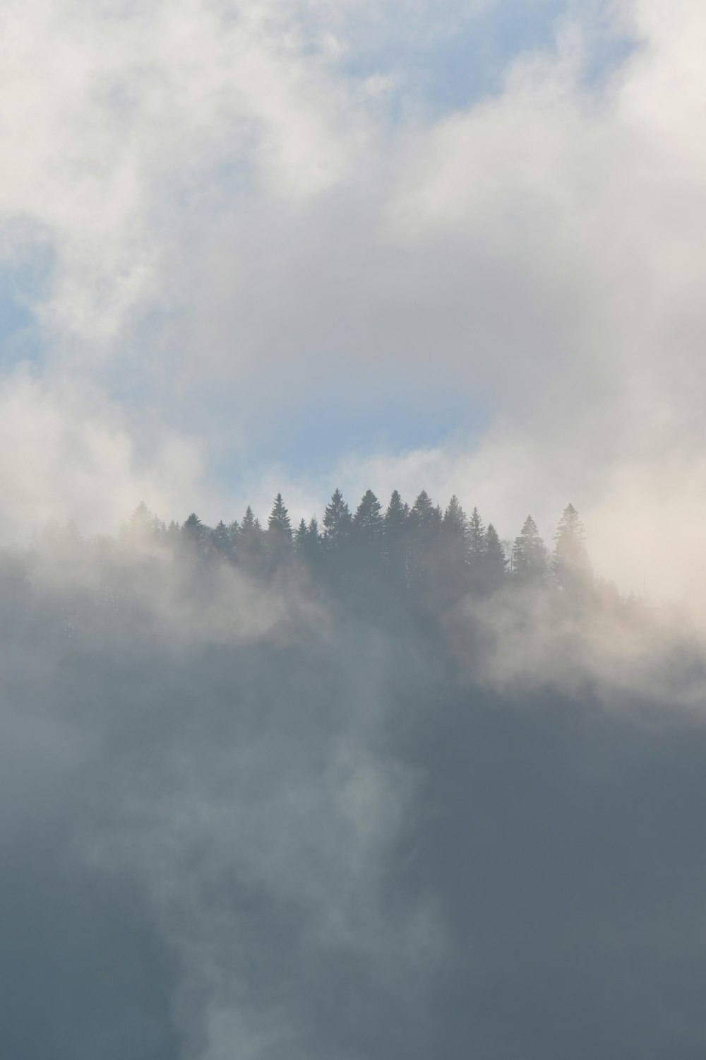 a group of trees in the clouds