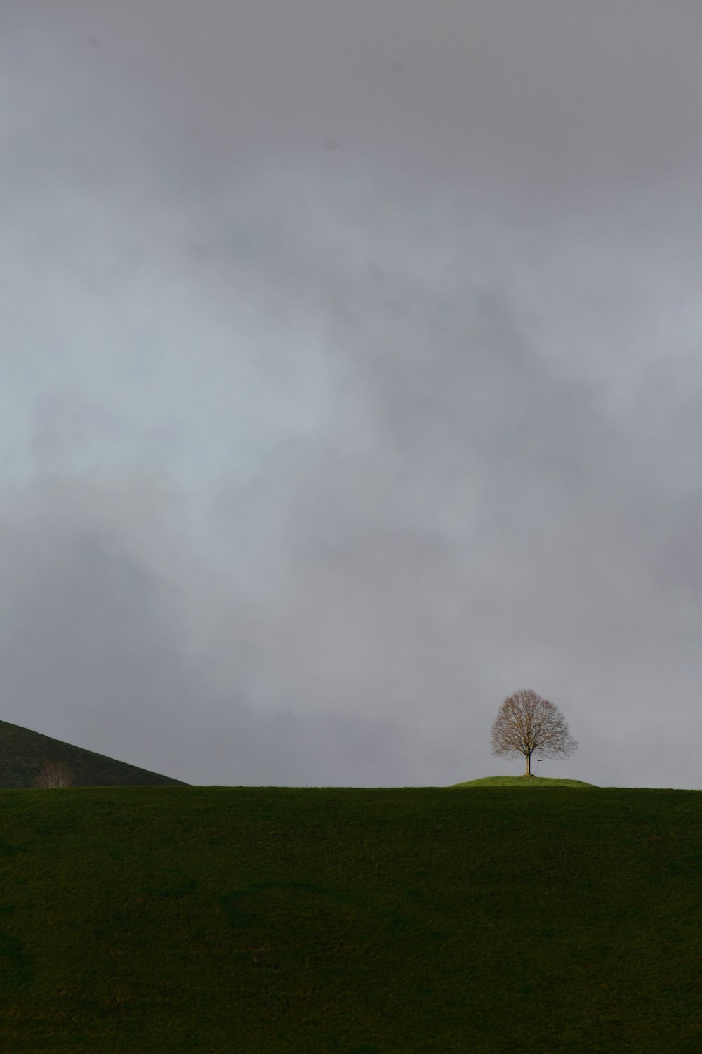 a tree on a hill