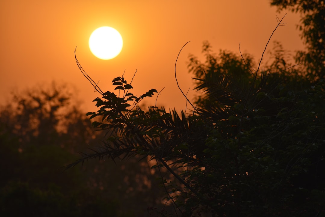 a sunset behind some trees,