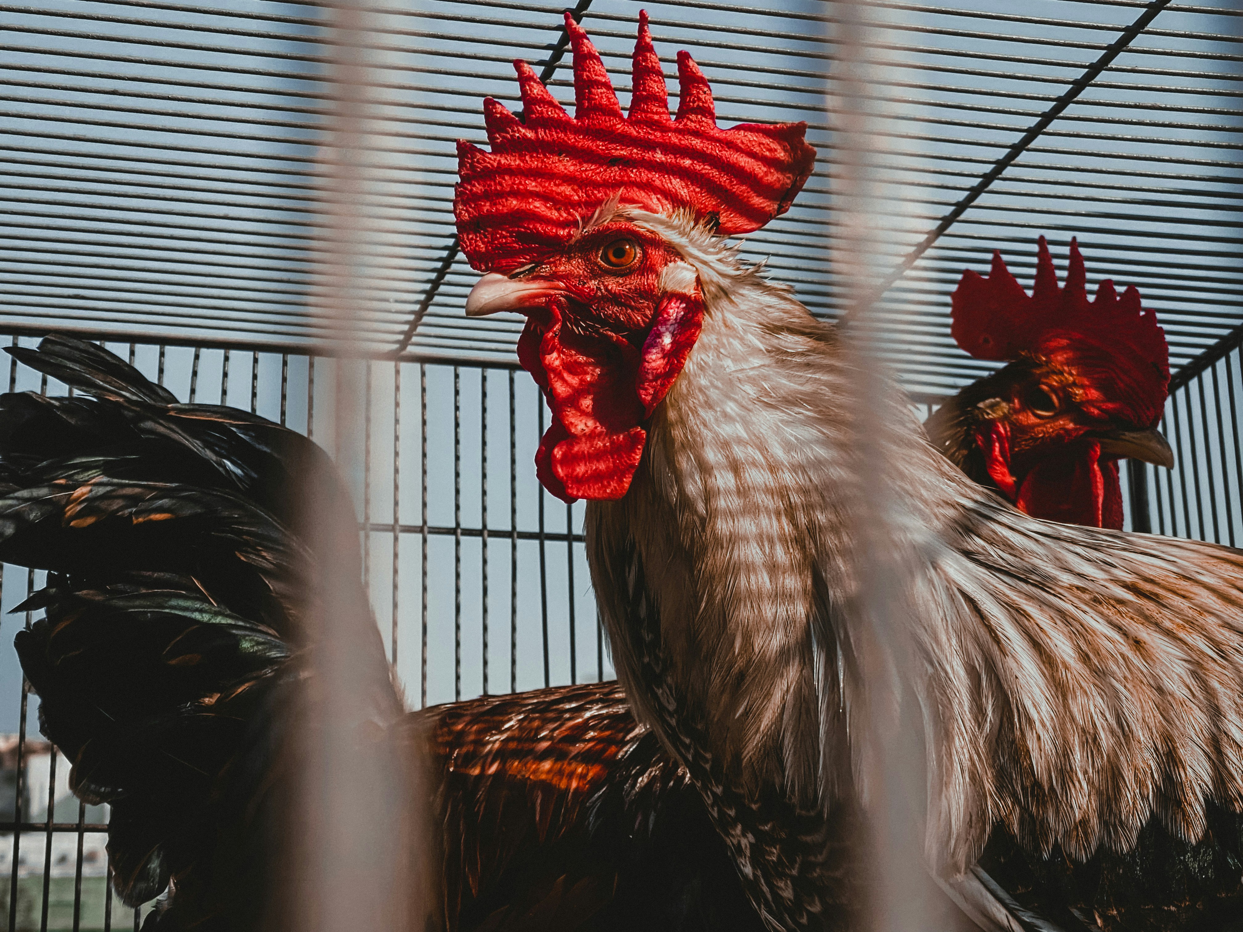 Ein Hahn im Käfig