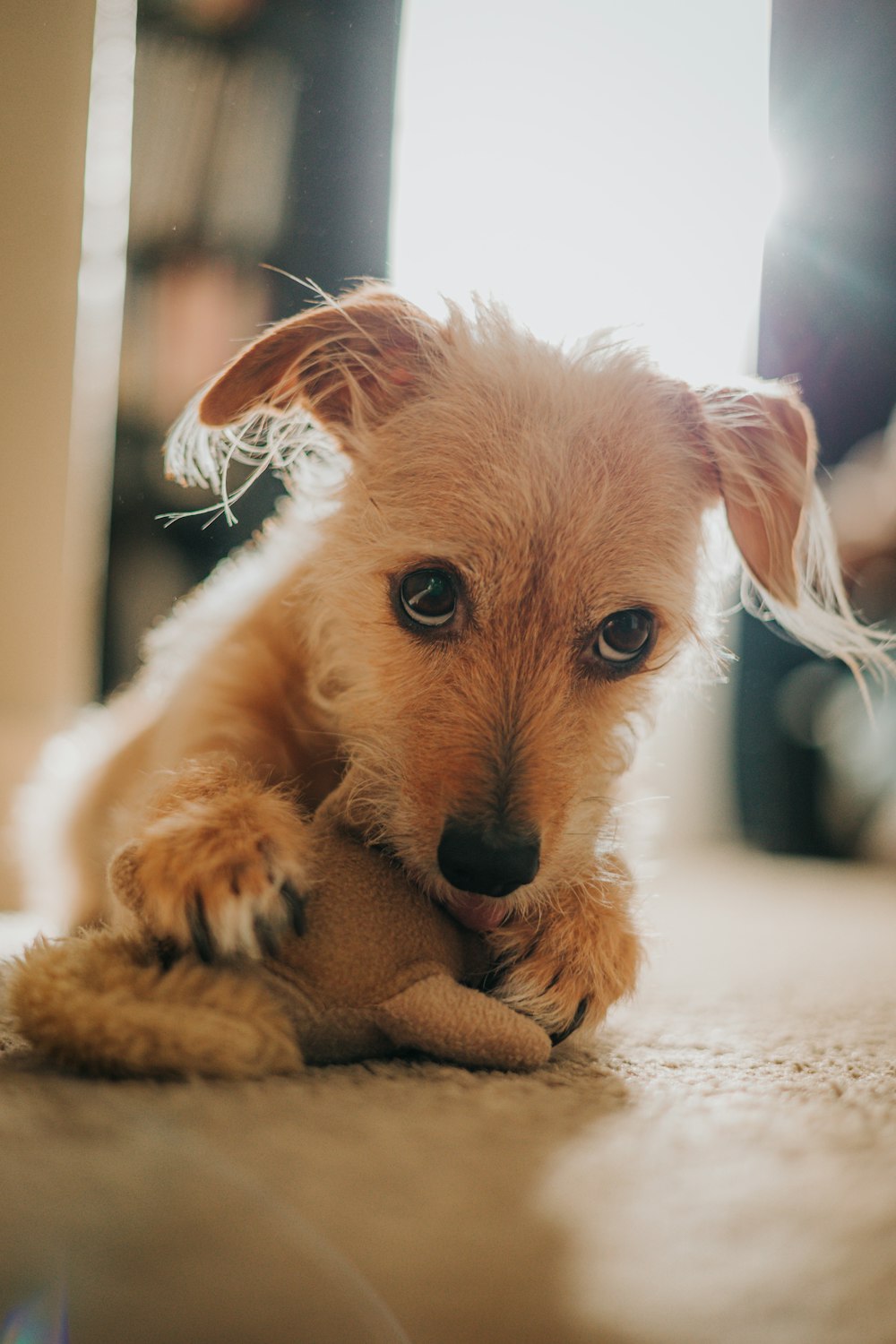 a small dog on the floor