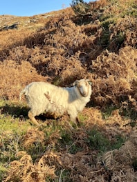 A sheep with thick, white wool stands on a hillside covered in brown and green ferns. The landscape is sunlit, highlighting the textures of the ferns and the sheep's fleece.