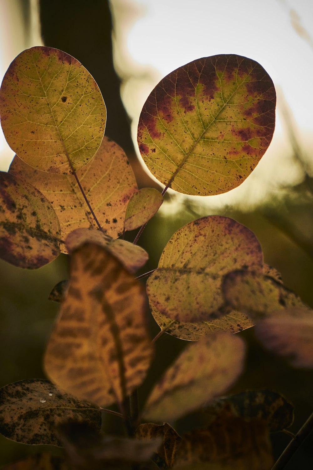 a close up of a plant