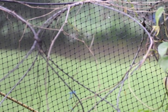 A black mesh netting is intertwined with dry, twisting branches and some green leaves, set against a blurred background of greenery.
