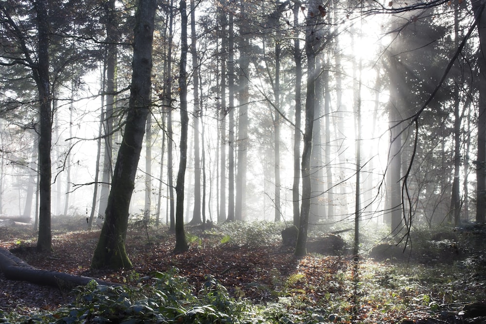 a foggy forest with trees