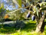 Close-up of a branch with ripe and unripe olives hanging from it. The background is a blurred, sunlit garden filled with greenery and other trees.