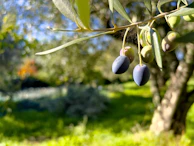 Close-up of ripe Arbequina olives still hanging on the tree branches.