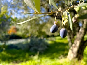 Close-up of a branch with ripe and unripe olives hanging from it. The background is a blurred, sunlit garden filled with greenery and other trees.