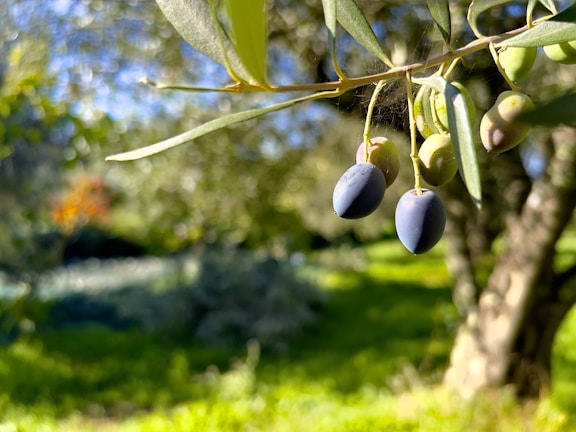 Close-up of a branch with ripe and unripe olives hanging from it. The background is a blurred, sunlit garden filled with greenery and other trees.