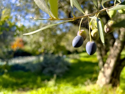 Close-up of a branch with ripe and unripe olives hanging from it. The background is a blurred, sunlit garden filled with greenery and other trees.