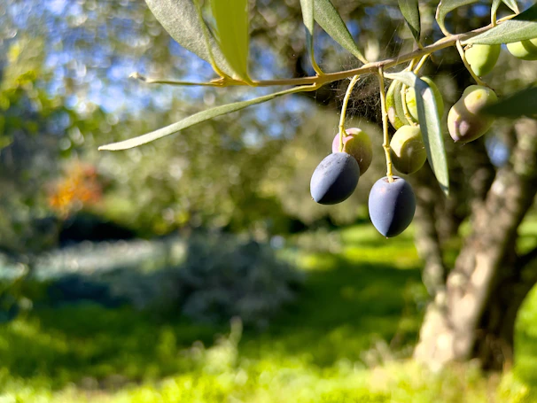 Close-up of ripe olives hanging from branches ready for harvest.