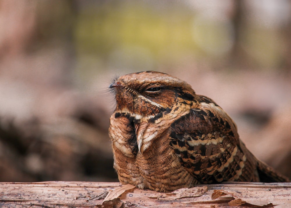 a brown and black lizard