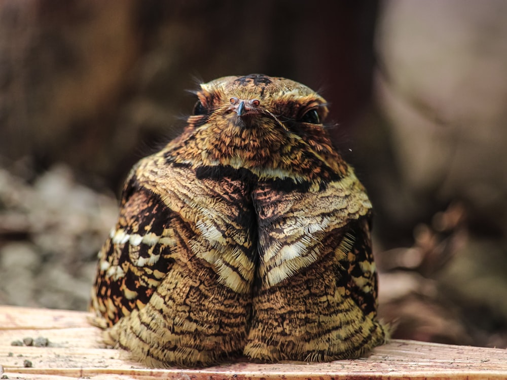 a furry animal sitting on a log