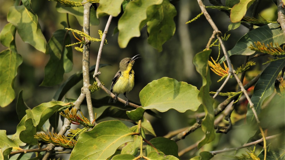 a couple of birds sit on a branch