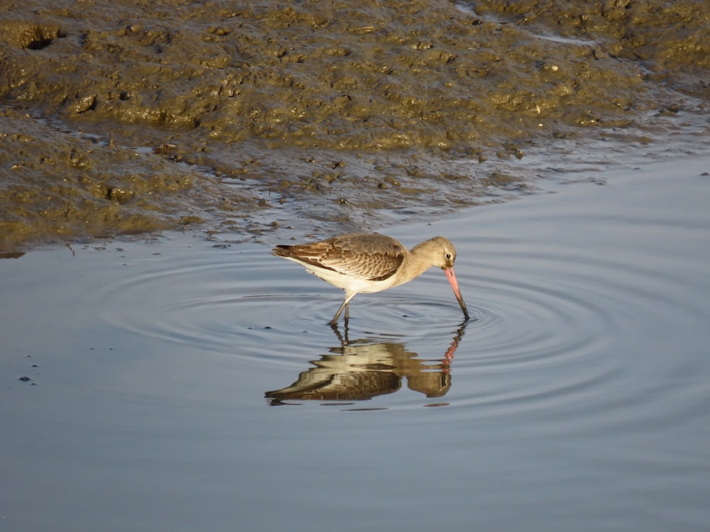 a bird standing in water