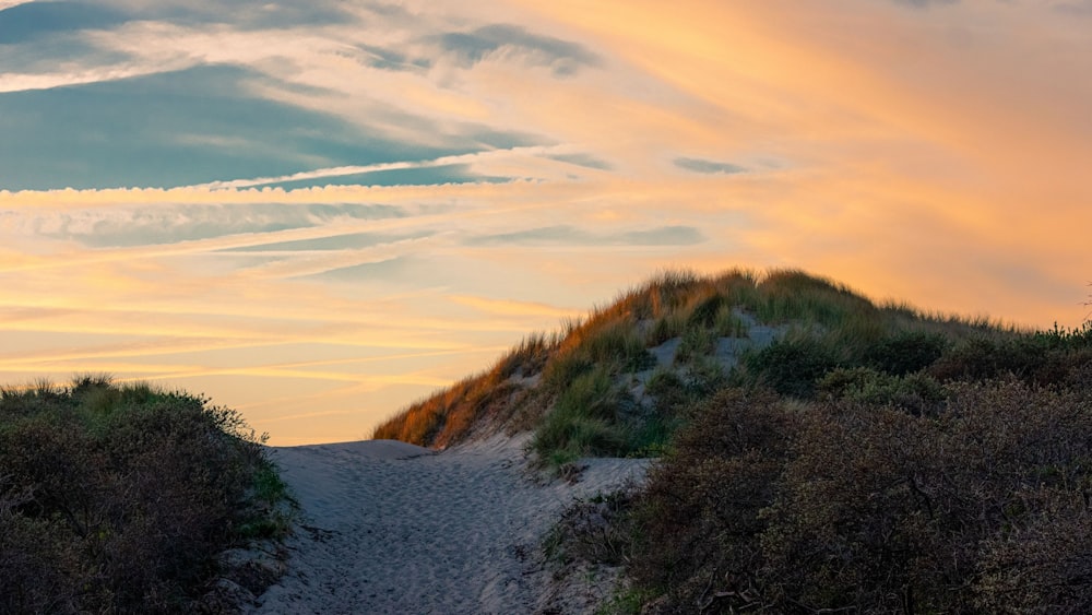 a sandy beach with bushes and trees