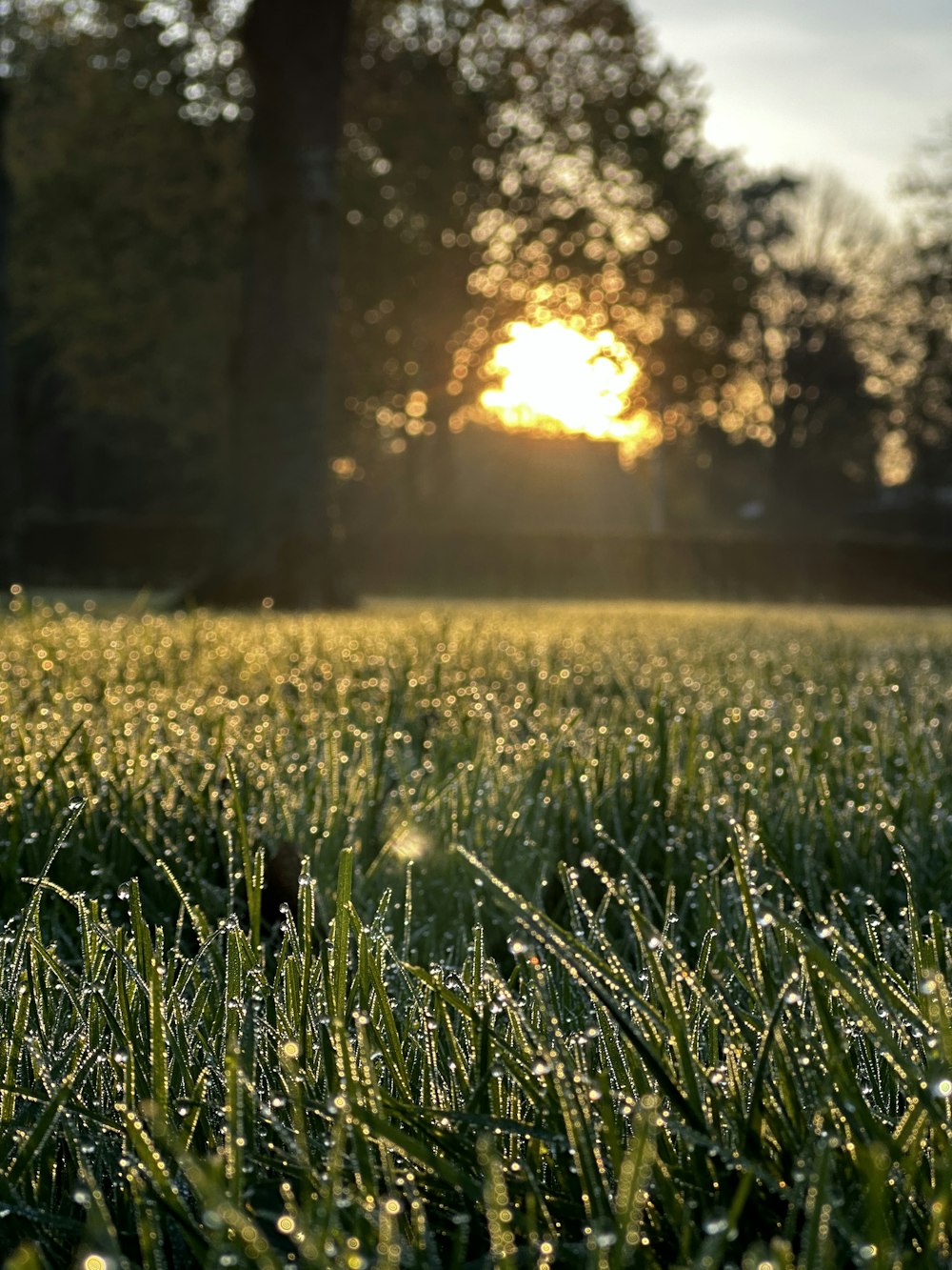 a field of grass with the sun in the background