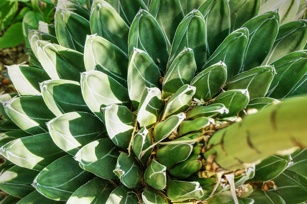 a close up of a plant