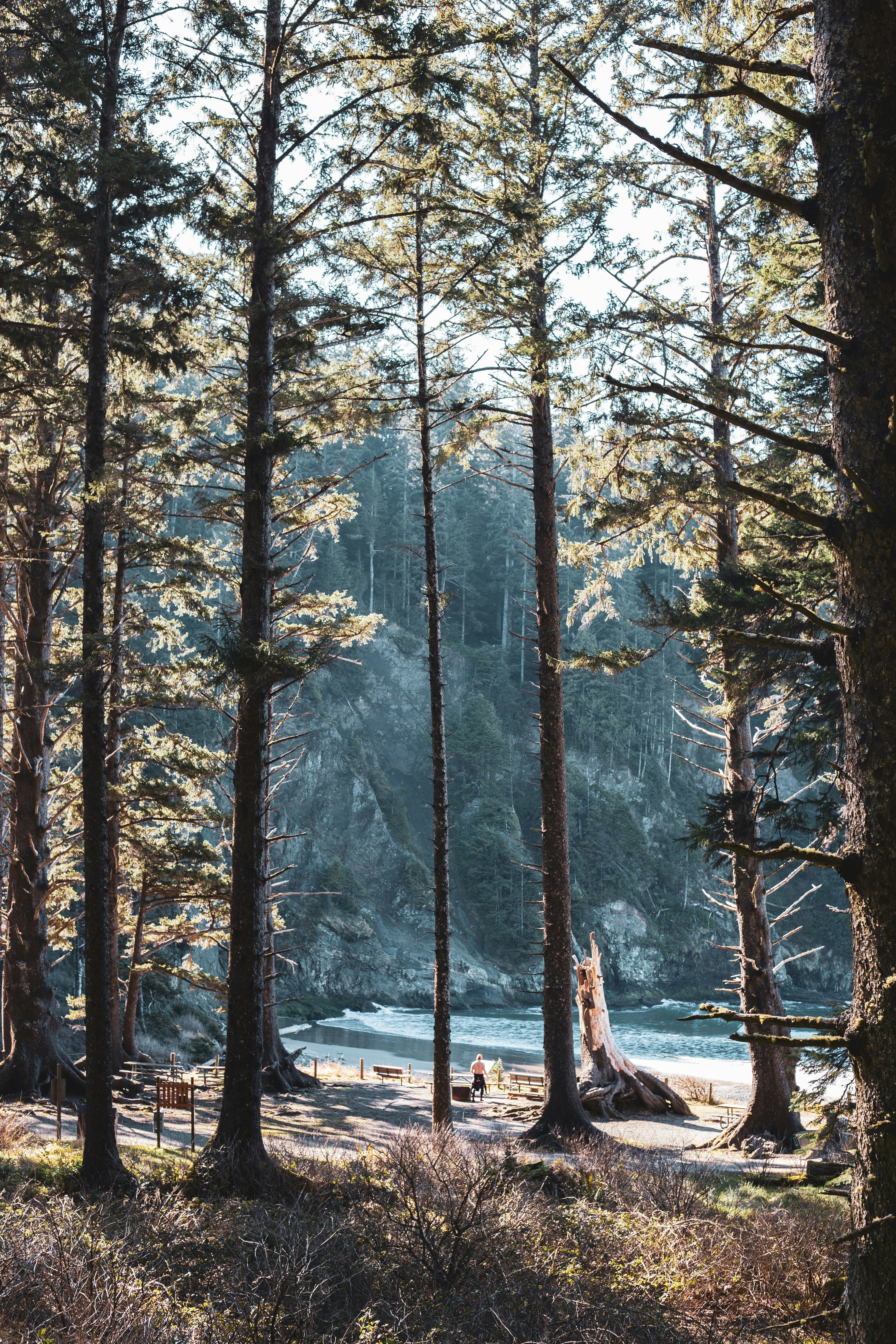 forest sunlight wallpaper, wallpaper, Protect Your Skin from the Sun at Camp 5