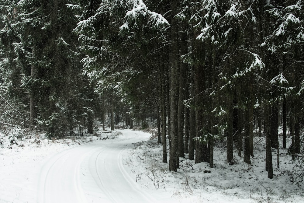 Un camino cubierto de nieve en un bosque