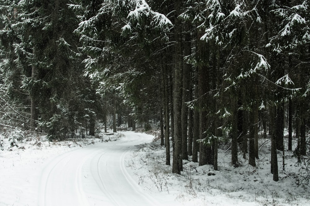 uma estrada coberta de neve em uma floresta