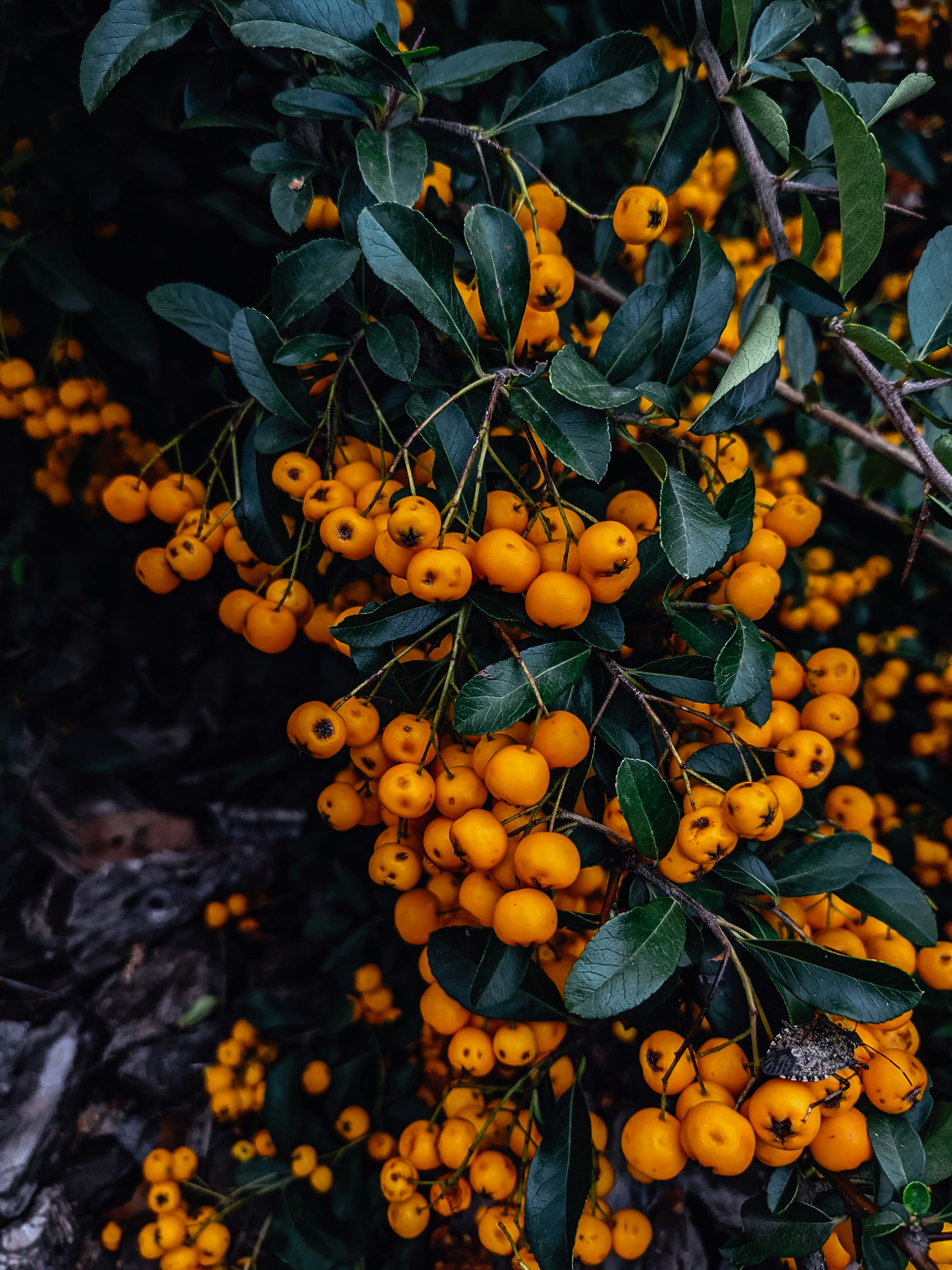 Photo by thecyclichedgehog