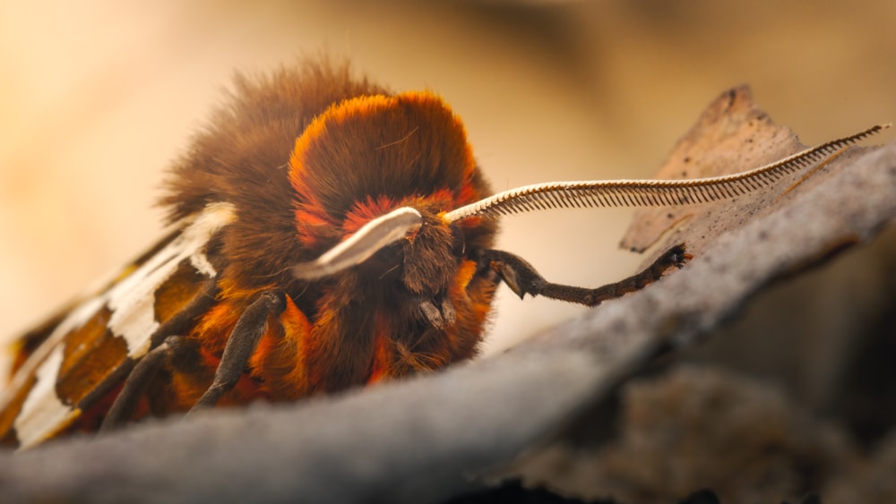 a close up of a spider