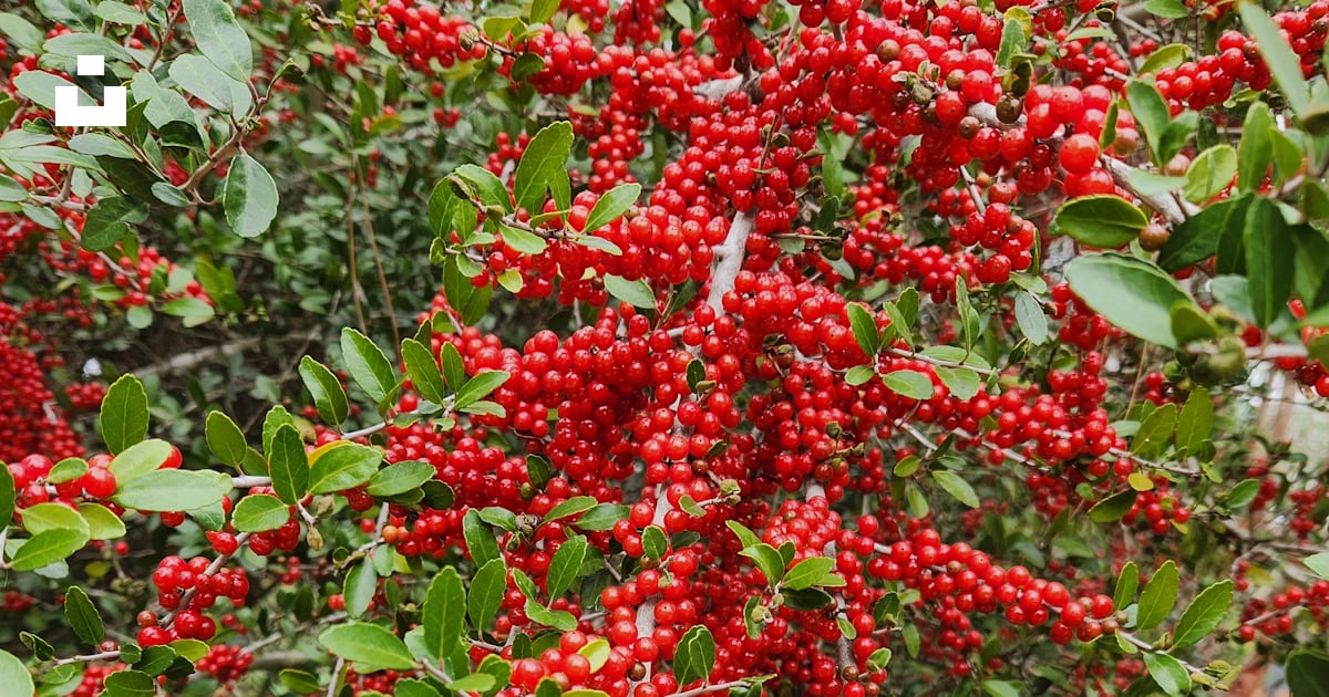 Un buisson aux fleurs rouges photo – Photo gratuite sur Unsplash