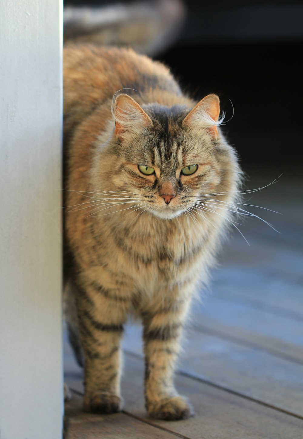 un gatto in piedi su un portico