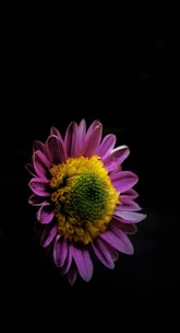 A vibrant social media post design with purple and black accents.