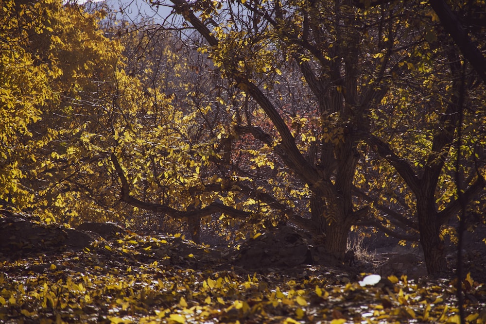 a group of trees with yellow leaves