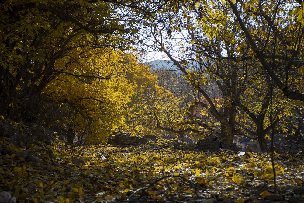 a river with yellow leaves