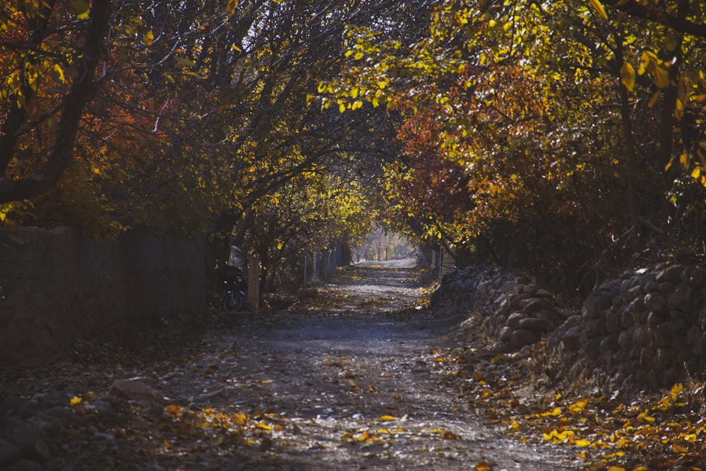 a path with trees on either side