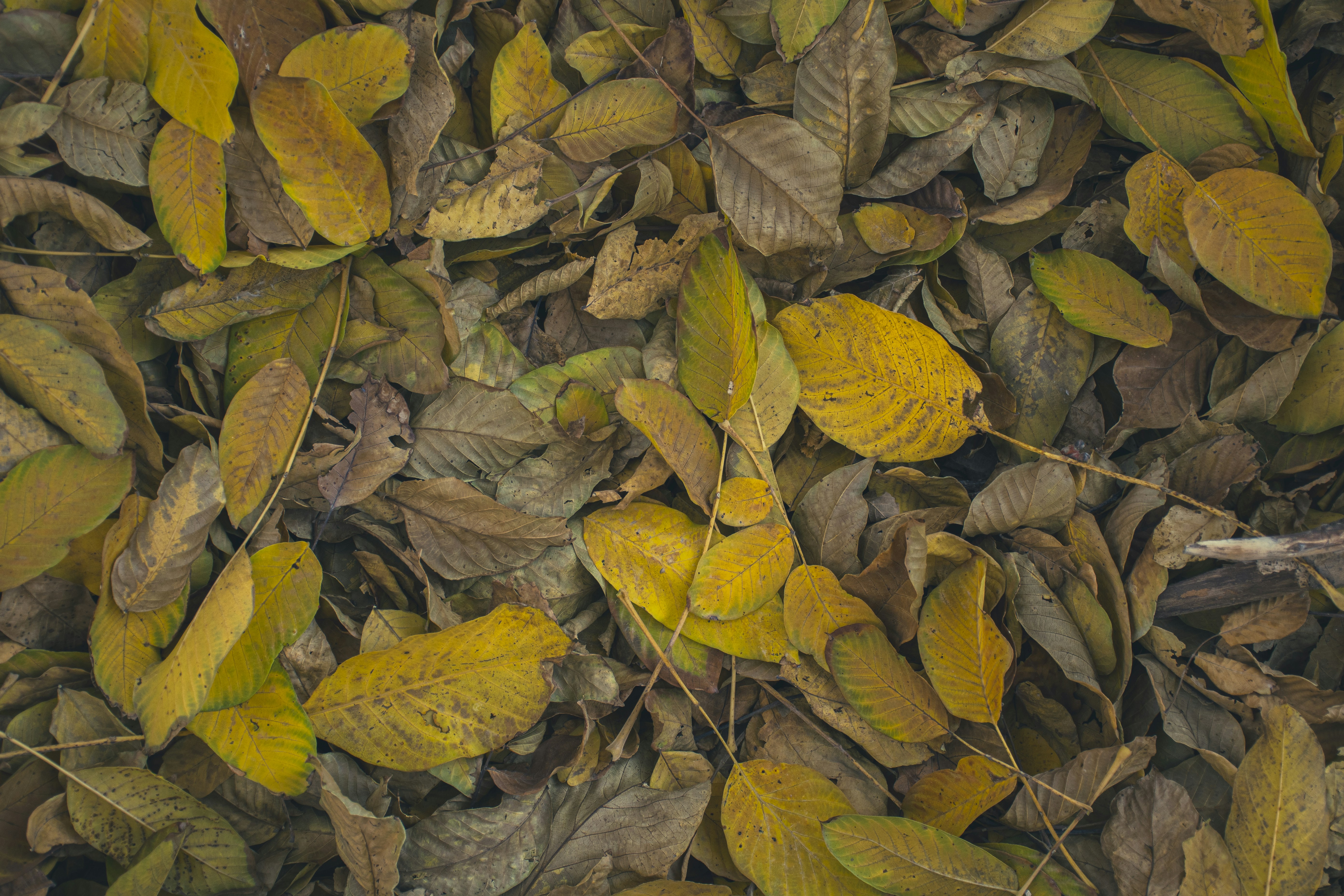 a pile of yellow leaves