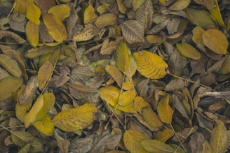 a pile of yellow leaves