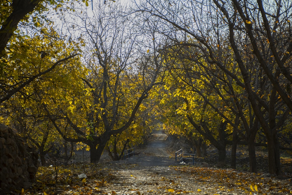 a path with trees on either side