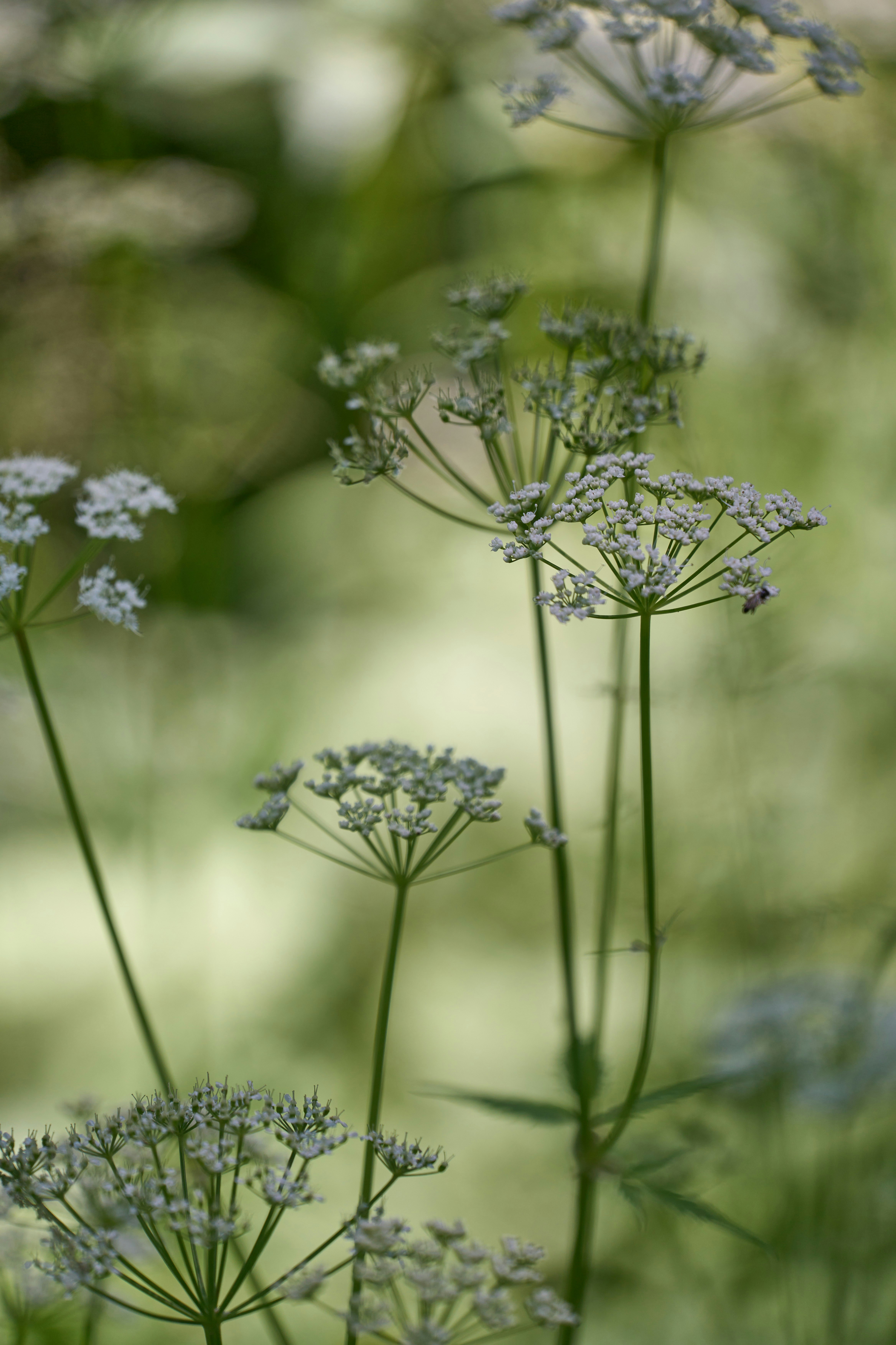 Photo by wolfgang_hasselmann