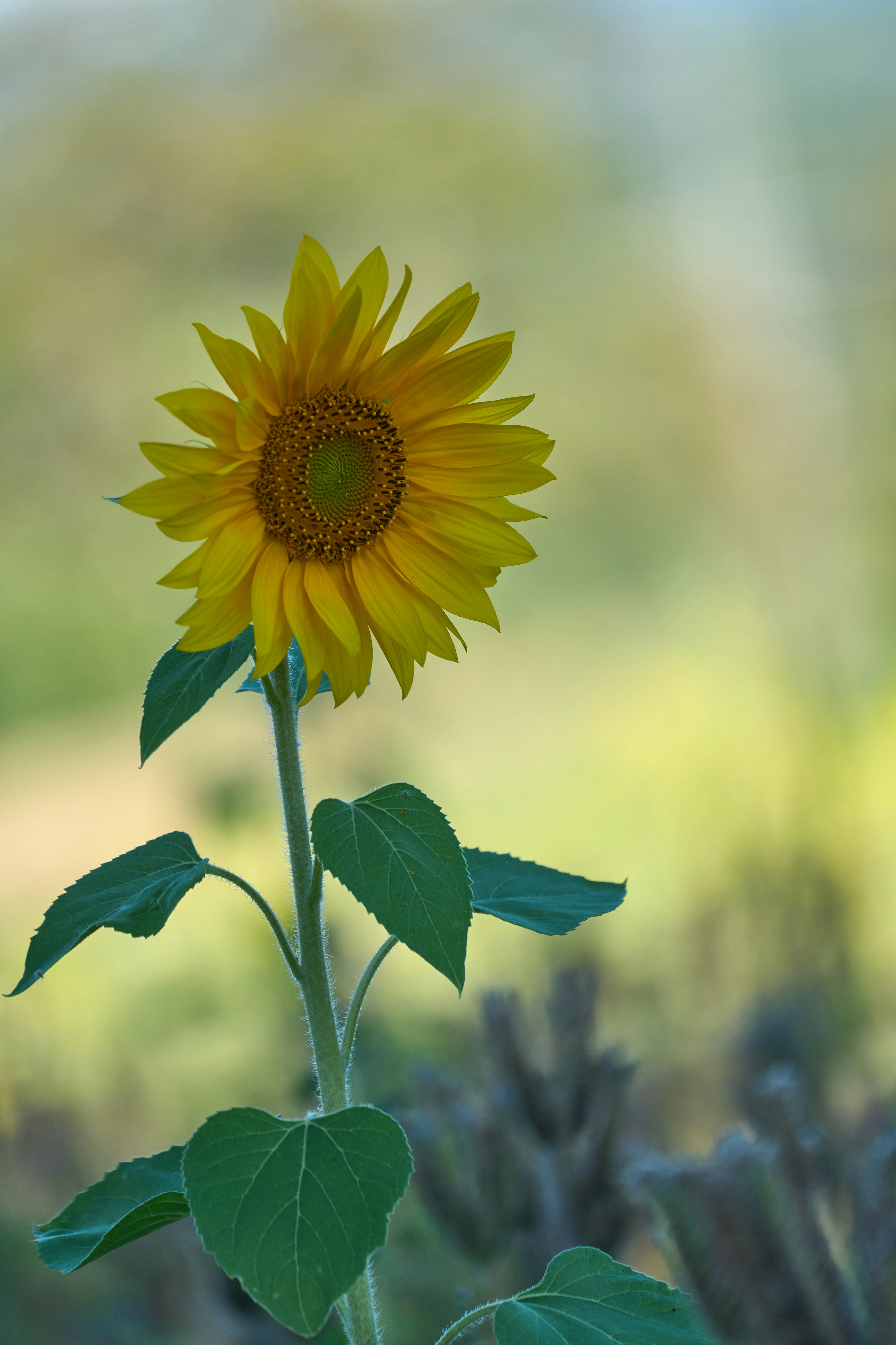 Photo by wolfgang_hasselmann